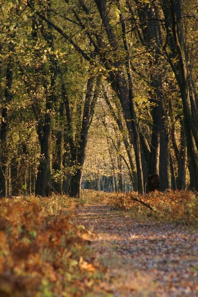 Fall along the Jeep Trail.