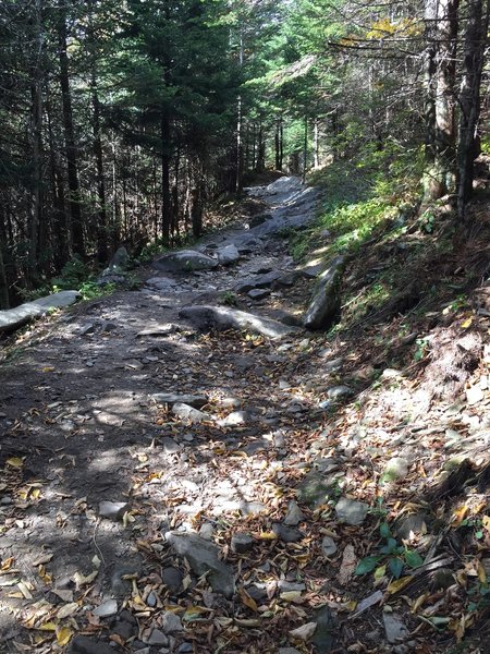 The Clingmans Dome Bypass Trail is quite rocky.