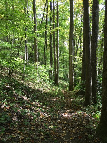 The Jonas Creek Trail--even away from its numerous creekside spots--contains many peaceful, shady areas.