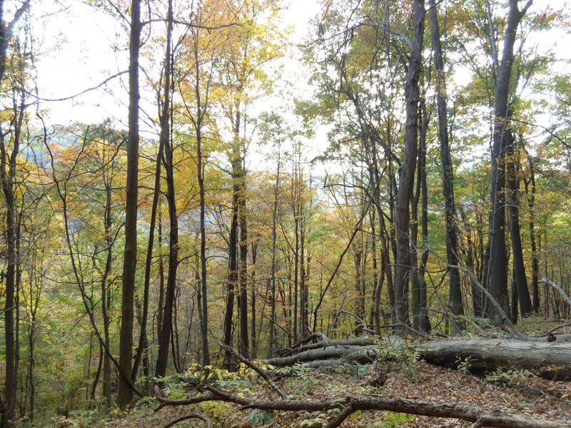 View of Loyalhanna Gorge.