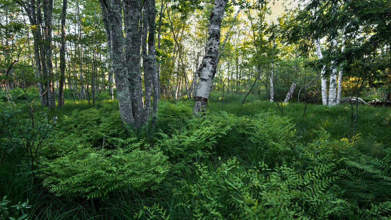 Wild gardens of Acadia.