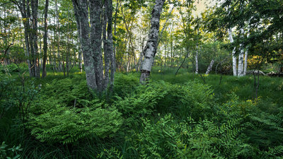 Wild gardens of Acadia.