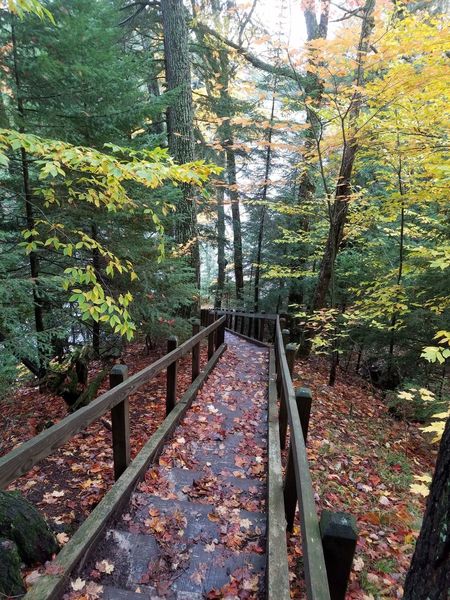 One of numerous boardwalks on the trail.