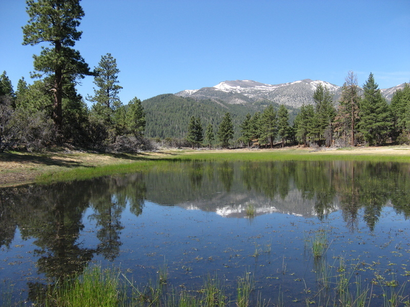 Dry Pond in the spring.