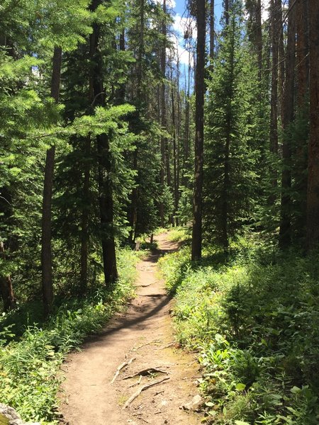 Forested trail, good for a hot day.