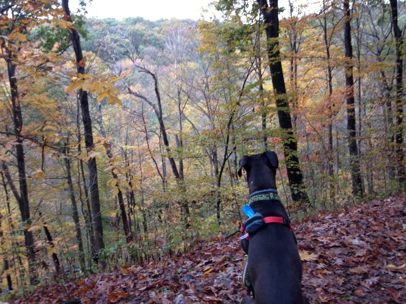 Peaking over Squaw Run to the nearby Trillium Trail system with fall colors just starting to show.