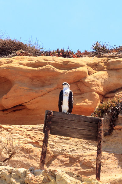 It's quite common to see Osprey in the cliffs as you're walking the beach back to the parking lot.