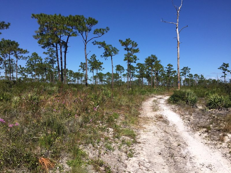 Open grassy forest of longleaf pine.