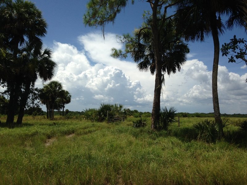 This is a service road used by staff to access northern portions of the Preserve.  It goes through an active cattle pasture.