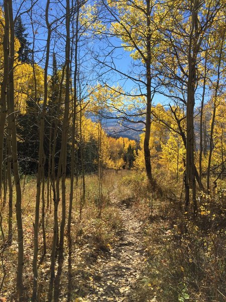 The trail meanders through the aspens much of the way.