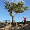 On the old castle ruin Neideck.