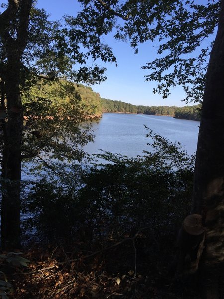 Lake view through trees.