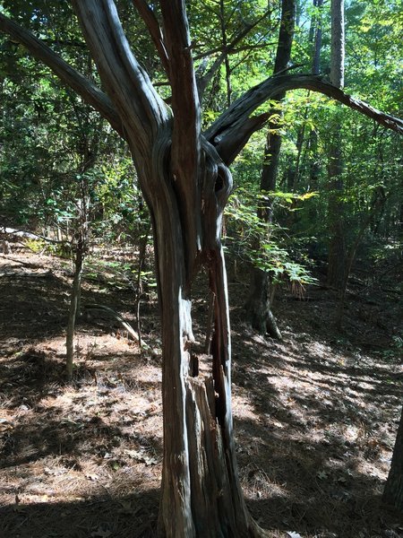 This tree's ready for Halloween.