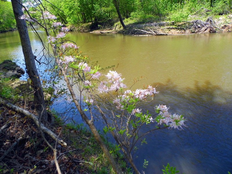 Springtime on the Yellow Trail.