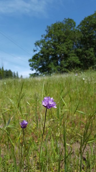 Brodiaea blooms dot the trail in the spring and early summer.