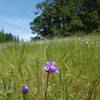 Brodiaea blooms dot the trail in the spring and early summer.