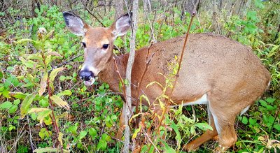Just off the trail southwest of Bridge 2. An unexpected autumn encounter with a doe too busy eating to flee.