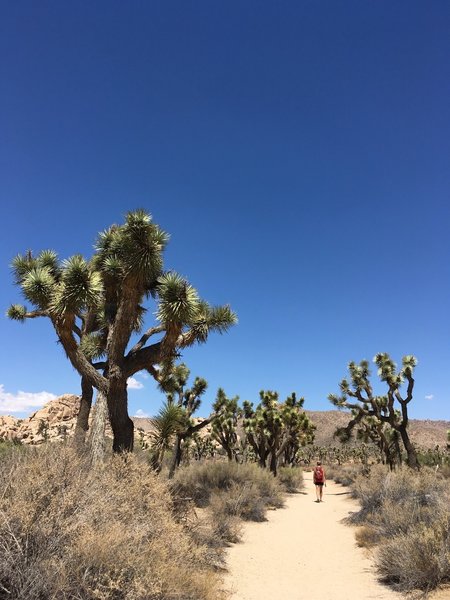 Joshua Tree National Park.