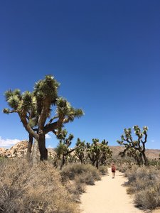 Joshua Tree National Park.