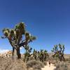 Joshua Tree National Park.