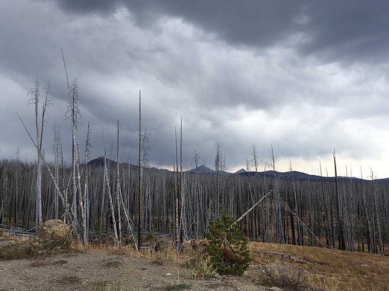 Yellowstone National Park.