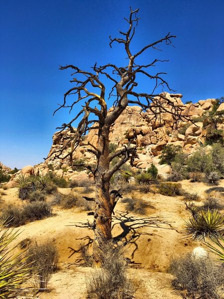 Joshua Tree National Park.