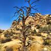 Joshua Tree National Park.