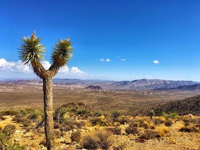 Joshua Tree National Park.