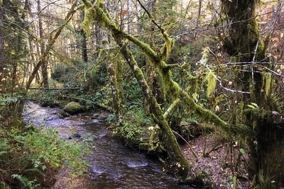 Gold Creek as seen from the bridge.
