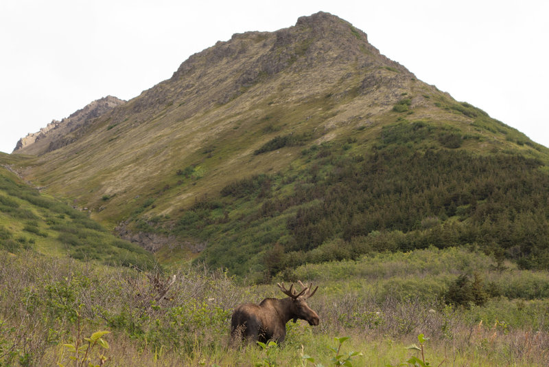 Moose below O'Malley Ridge.