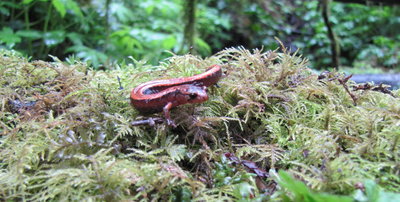 Salamander exploring the mossy forest at Tryon Creek.