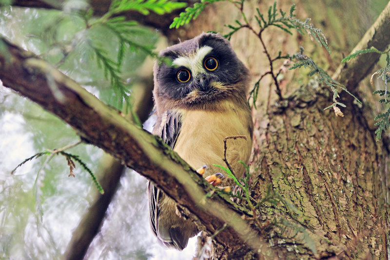 Saw whet owl resting among the trees at Tryon.