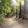 Palm Trees along the trail.