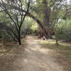 Palm Lake Trail