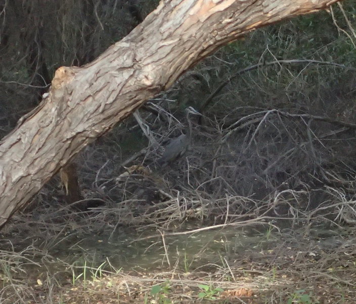 Great Blue Heron feeding near Palm Lake.