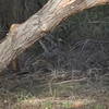 Great Blue Heron feeding near Palm Lake.