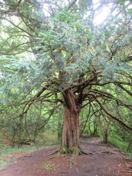 Offa's Dyke Path on ridge above Tintern Abbey, north of Chepstow