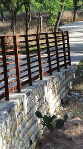 Cactus growing along side of the trail.