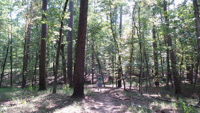 Following the trail under the tall trees.