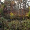 Ducks on a log in a pond (if you look very closely).