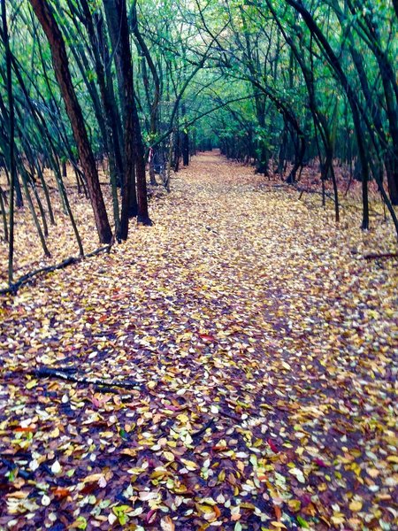 The colors of the Autumn.