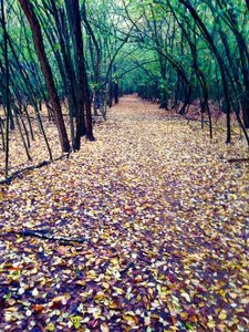 The colors of the Autumn.