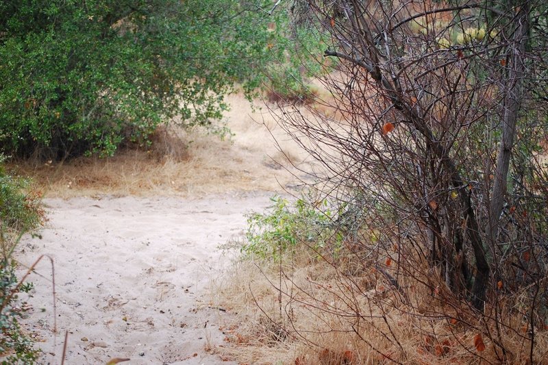 Sandy trails, even after a light rain the day before.