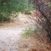 Sandy trails, even after a light rain the day before.