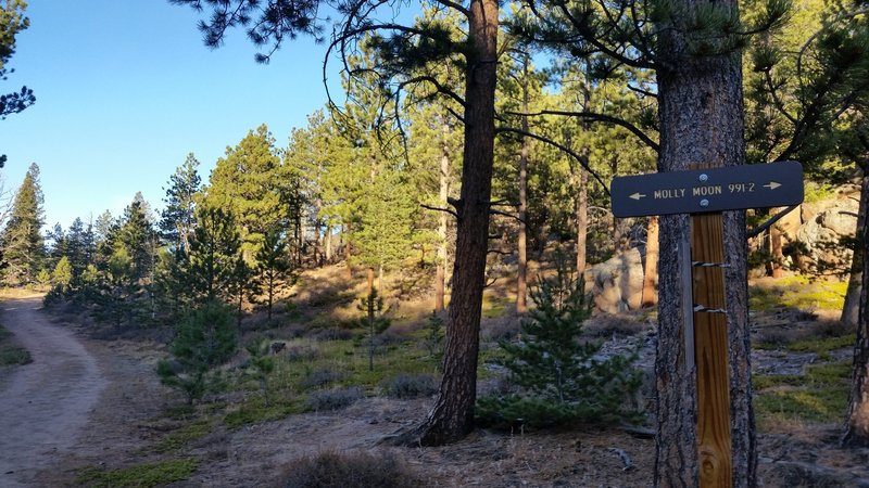 The sign for Molly Moon Trail.