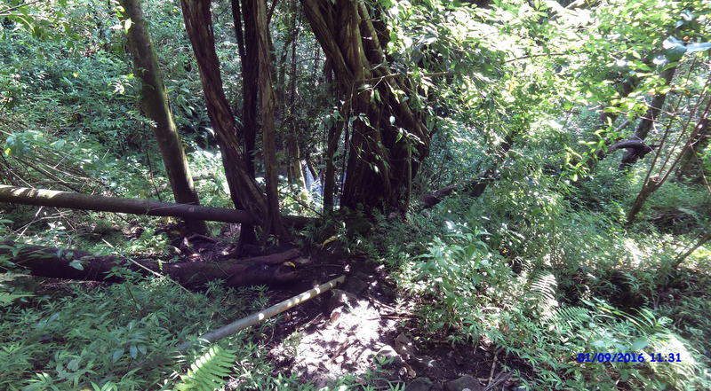 One of the waterfalls through the brush.