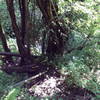 One of the waterfalls through the brush.