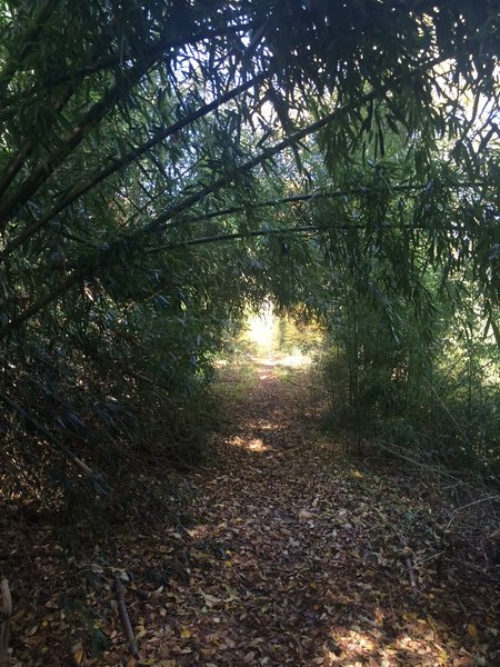 A short bamboo tunnel.