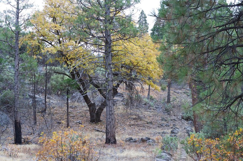 In the fall, you can see the leaves changing color, as well as evidence of the Rim Fire.