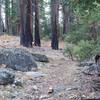 The trail is rocky as it works its way uphill. You can see where the trees burned in the fire.